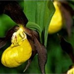 Cypripedium Calceolus