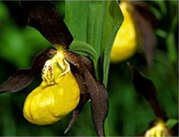 Cypripedium Calceolus