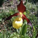 Cypripedium Calceolus