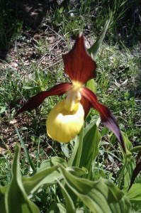 Cypripedium Calceolus